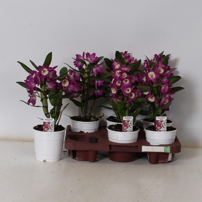 <h4>DEND NOBILE</h4>