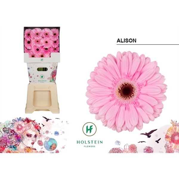 <h4>Ge Gr Alison - Holstein</h4>