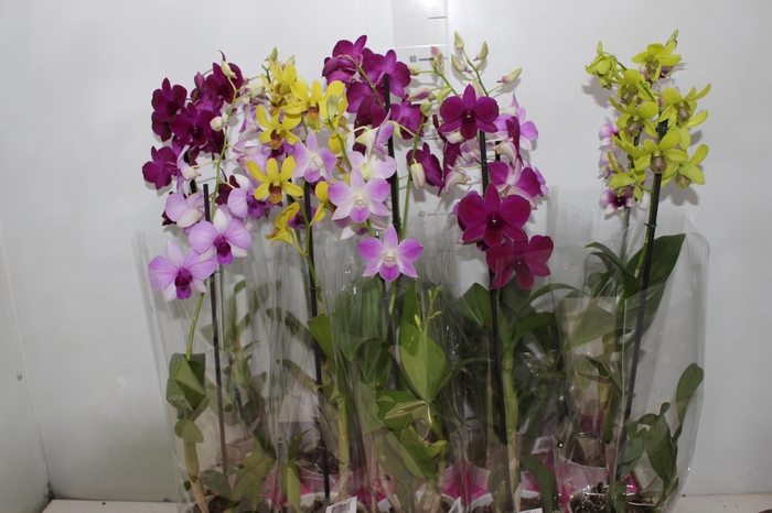 <h4>DENPHALAEN P13</h4>