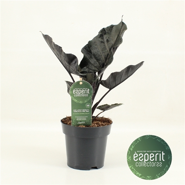 <h4>Alocasia Antoro Velvet</h4>