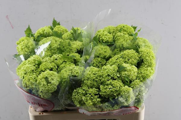 <h4>Viburnum Roseum L 50/4 Kop Hee</h4>