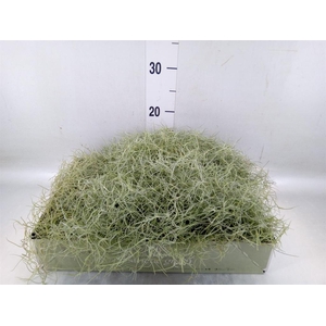 Tillandsia usneoides