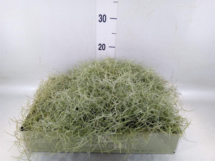 <h4>Tillandsia usneoides</h4>