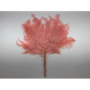Pres Bracken Fern Peach 10pcs Bunch