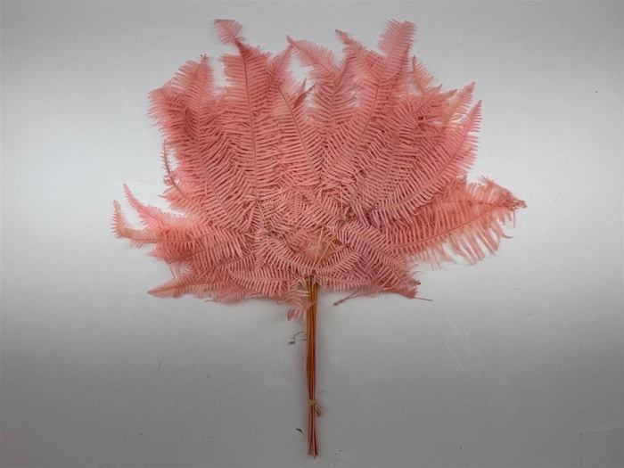 <h4>Pres Bracken Fern Peach 10pcs Bunch</h4>