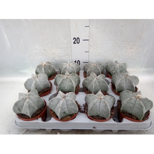 Astrophytum myriostigma