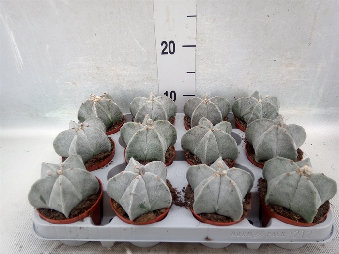 Astrophytum myriostigma