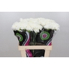 Dianthus St Holly