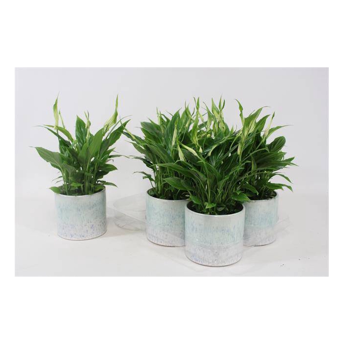<h4>Spathiphyllum 12Ø 32cm 4fl</h4>