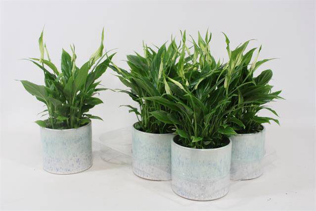 Spathiphyllum 12Ø 32cm 4fl