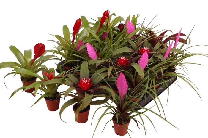 <h4>BROMELIA GEM</h4>