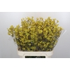 Anigozanthos Bush Down