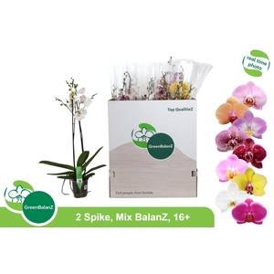 PHAL GEM