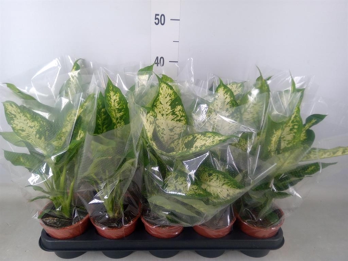 <h4>Dieffenbachia  'Compacta'</h4>