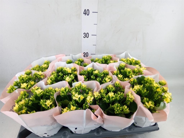 <h4>Kalanchoe   ...</h4>
