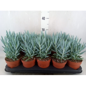 Curio ficoides 'Mount everest'