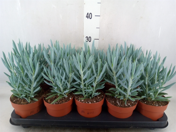 <h4>Curio ficoides 'Mount everest'</h4>