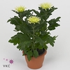 Chrysant Anastasia Lime