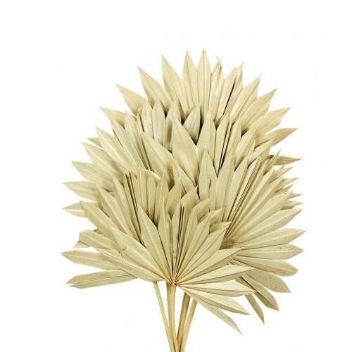 <h4>Droogbloem Palm Sun 50cm x6</h4>