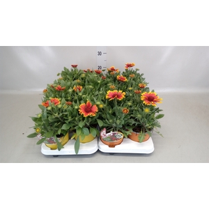 Gaillardia aristata