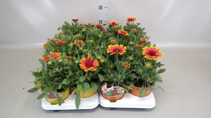 <h4>Gaillardia aristata</h4>