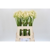 Agapanthus Gletsjer
