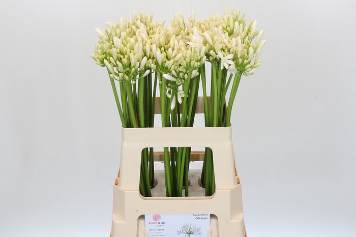 <h4>Agapanthus Gletsjer</h4>