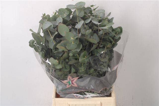 <h4>EUC CINEREA PER BOS</h4>
