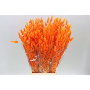 Dried Lagurus Orange