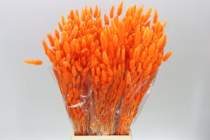 <h4>Dried Lagurus Orange</h4>