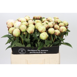 Paeonia Dr F.G. Brethour