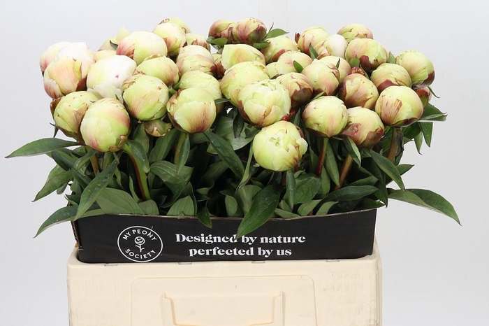 Paeonia Dr F.G. Brethour