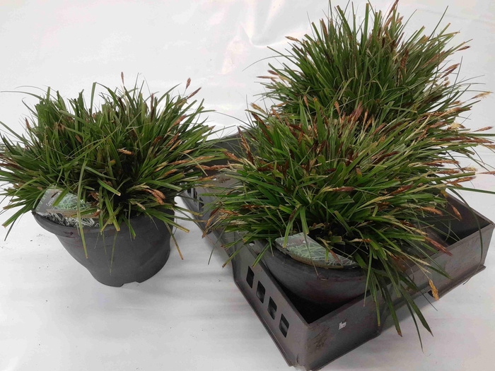 <h4>CARE OSHIMENSIS</h4>