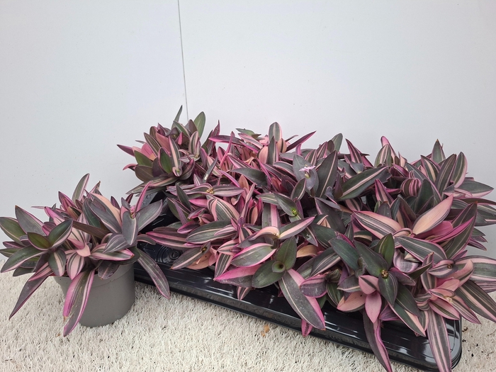 <h4>TRAD PURPLE HEART</h4>