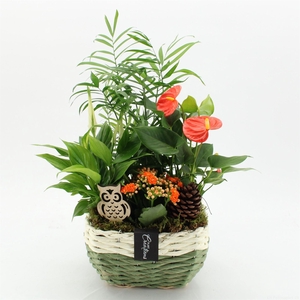Arr.  Anthurium H%