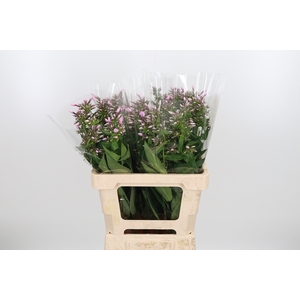 Phlox P Butterfly