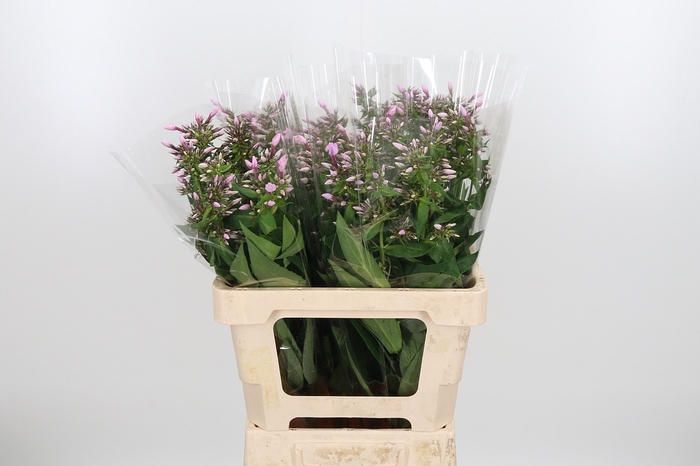 <h4>Phlox P Butterfly</h4>