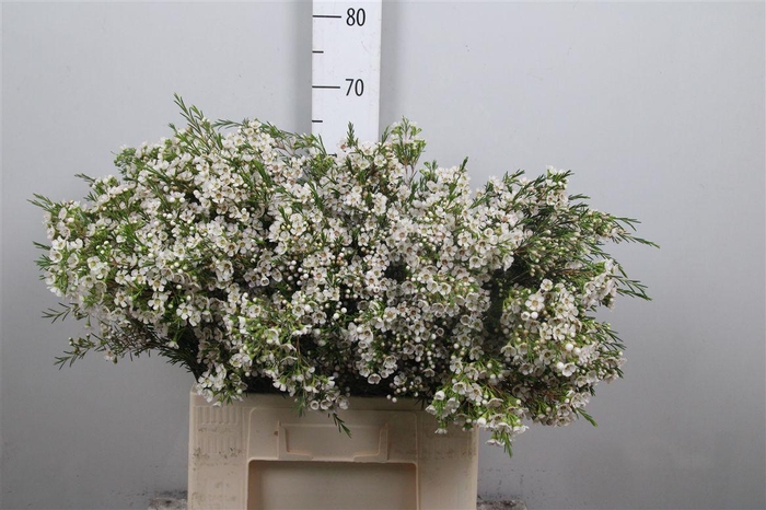 <h4>Chame Un Eve</h4>