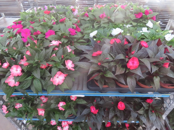 <h4>IMPAT NG MIXK 4 KL</h4>