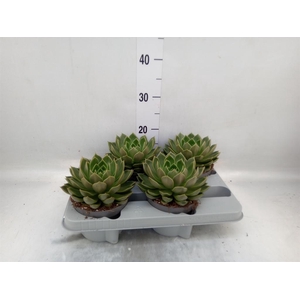Echeveria   ...not flowering