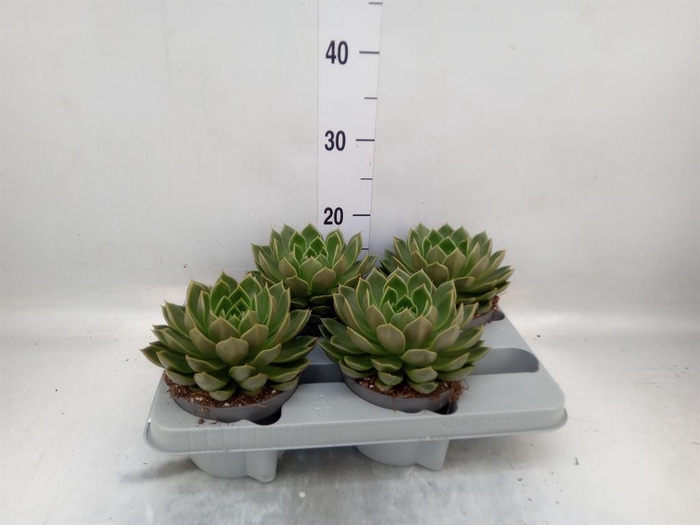 <h4>Echeveria ...not flowering</h4>