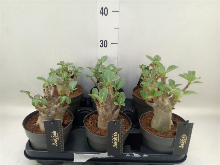 <h4>Adenium NB 'Ansu Baobab'</h4>