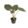 ALOCASIA REGAL SHIELDS P24