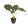 ALOCASIA REGAL SHIELDS P24