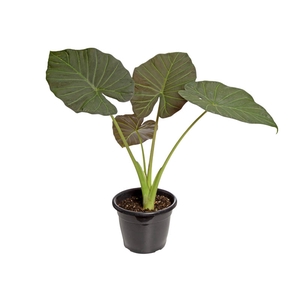 ALOCASIA REGAL SHIELDS P24