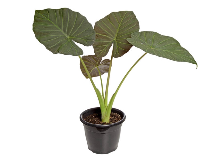 ALOCASIA REGAL SHIELDS P24
