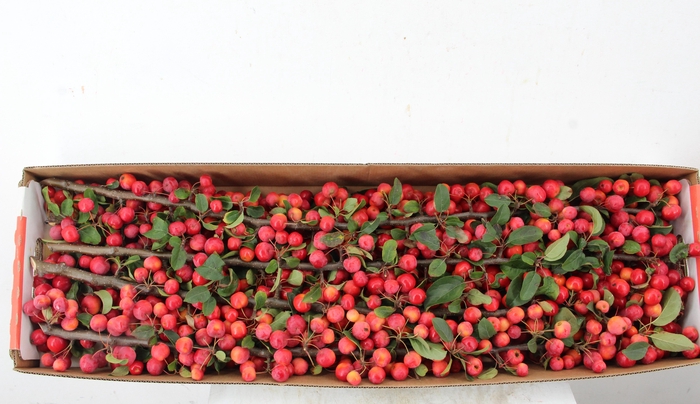<h4>MALUS RED SENTINEL 80CM</h4>