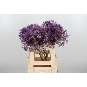 Allium Christophii