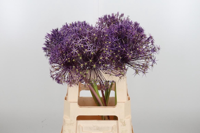 <h4>Allium Christophii</h4>