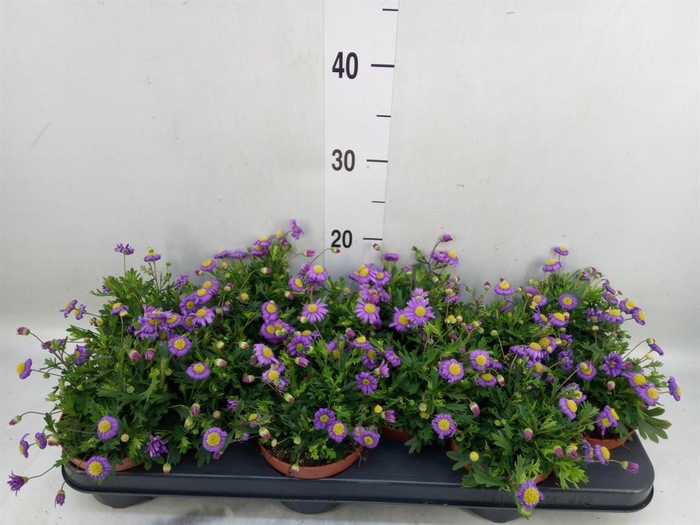 <h4>Brachycome   ...</h4>